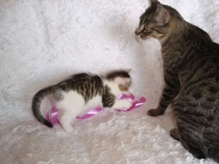 Gato ra a SRD idade 1 ano nome Charlene
