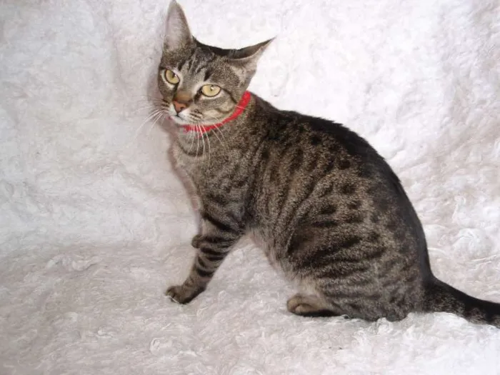 Gato ra a SRD idade 1 ano nome Charlene