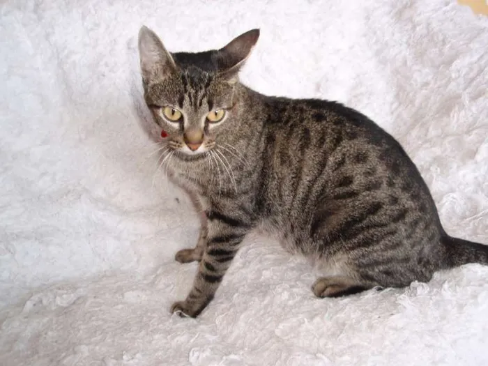 Gato ra a SRD idade 1 ano nome Charlene