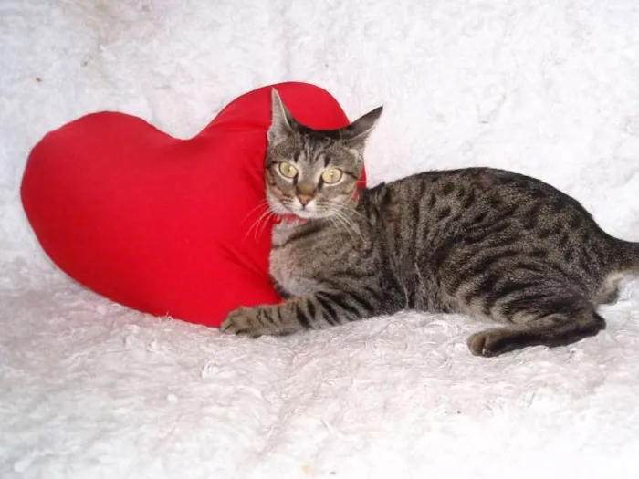 Gato ra a SRD idade 1 ano nome Charlene