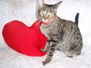 Gato raça SRD idade 1 ano nome Charlene