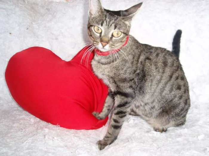 Gato ra a SRD idade 1 ano nome Charlene