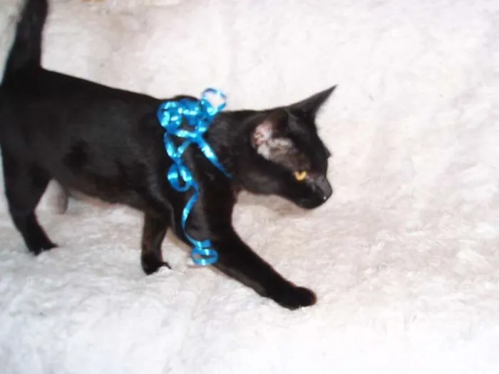 Gato ra a SRD idade 2 a 6 meses nome Paspatu