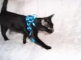 Paspatu
