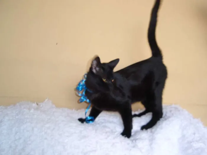 Gato ra a SRD idade 2 a 6 meses nome Paspatu