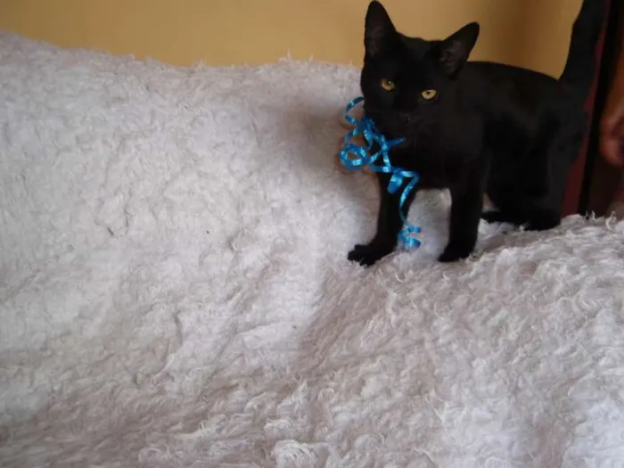 Gato ra a SRD idade 2 a 6 meses nome Paspatu