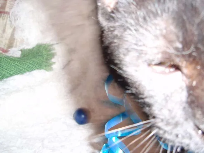 Gato ra a SRD idade 2 a 6 meses nome Paspatu