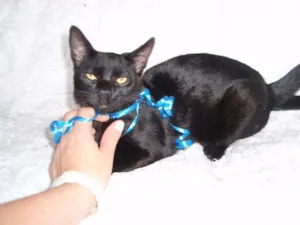 Gato raça SRD idade 2 a 6 meses nome Paspatu