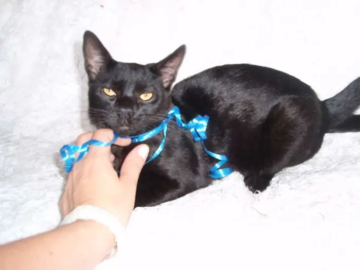 Gato ra a SRD idade 2 a 6 meses nome Paspatu