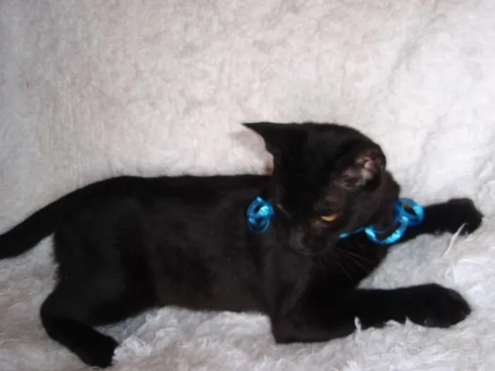 Gato ra a SRD idade 2 a 6 meses nome Paspatu
