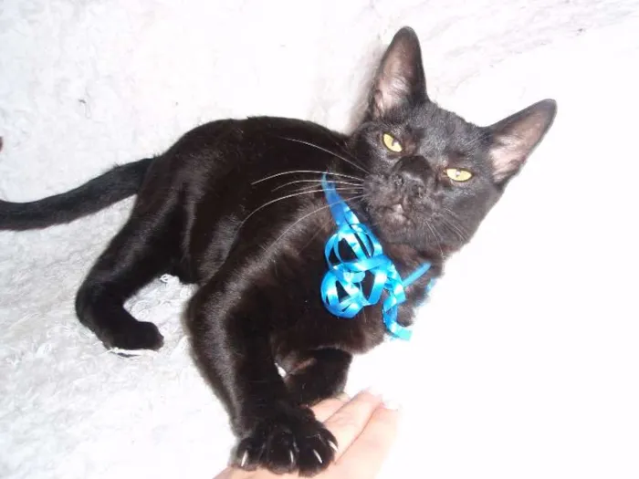 Gato ra a SRD idade 2 a 6 meses nome Paspatu