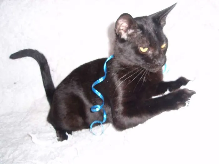 Gato ra a SRD idade 2 a 6 meses nome Paspatu