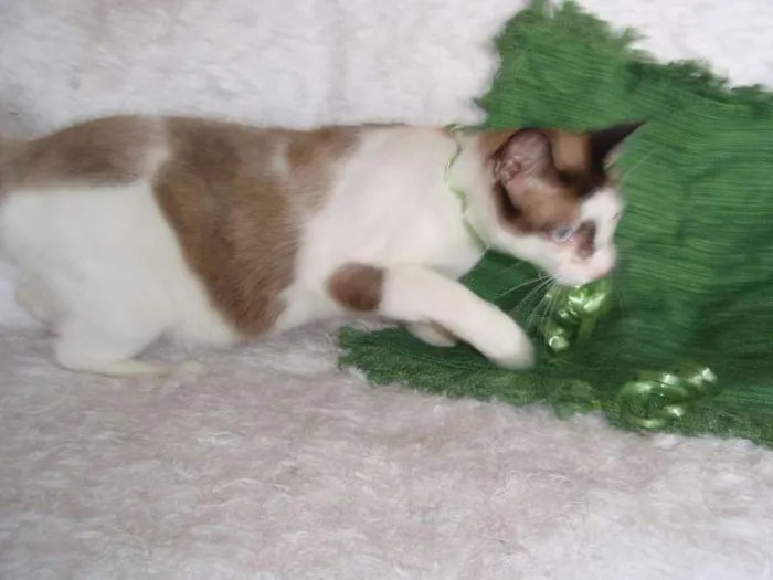 Gato ra a SRD idade 2 anos nome Antoine