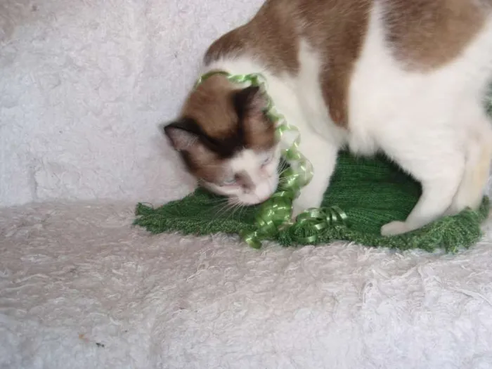 Gato ra a SRD idade 2 anos nome Antoine