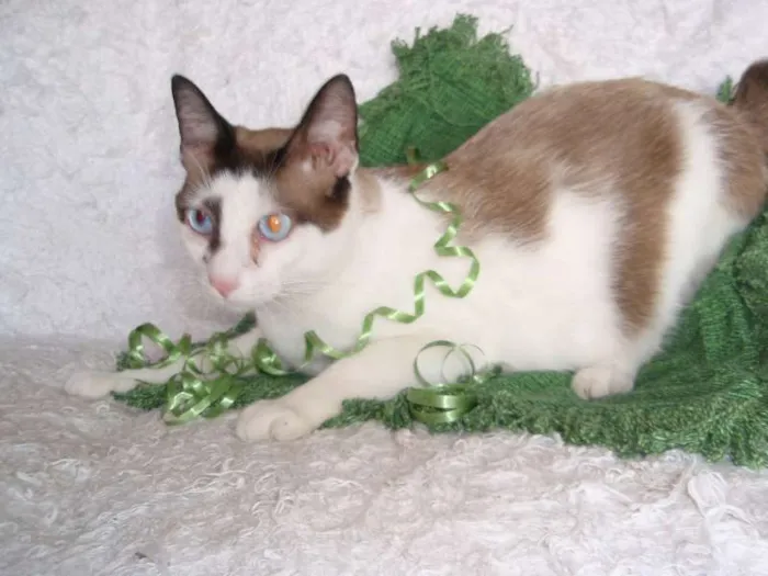 Gato ra a SRD idade 2 anos nome Antoine