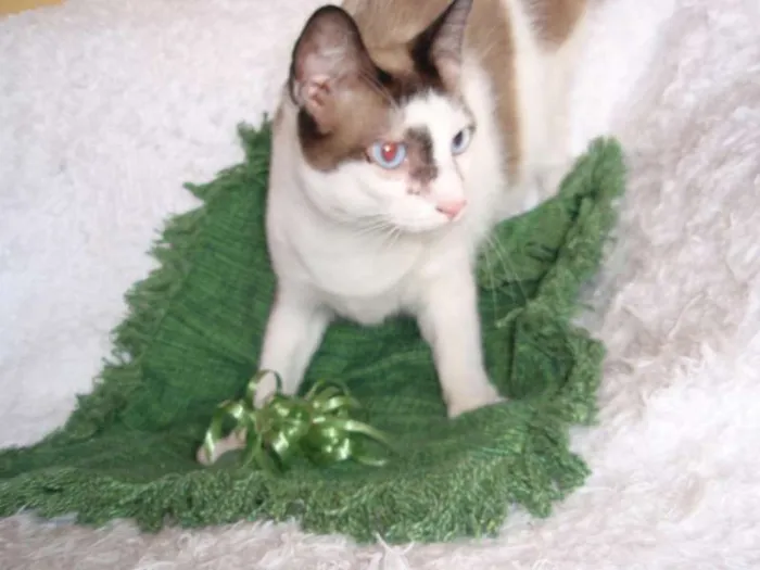 Gato ra a SRD idade 2 anos nome Antoine