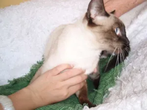 Gato raça Siamês idade 1 ano nome Michele