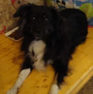 Cachorro raça  idade  nome Babi