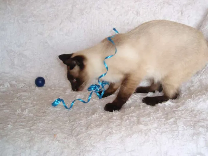 Gato ra a Siamês idade 1 ano nome Oscar