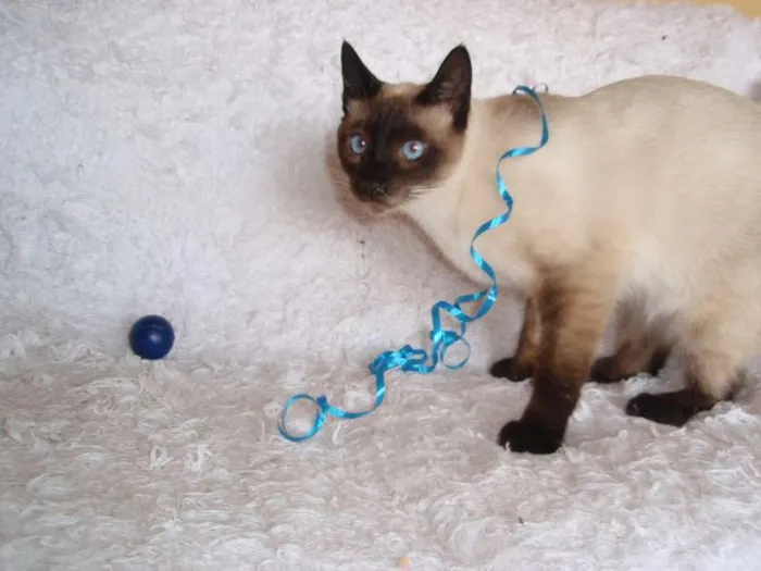 Gato ra a Siamês idade 1 ano nome Oscar