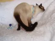 Oscar