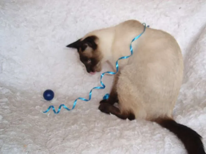 Gato ra a Siamês idade 1 ano nome Oscar