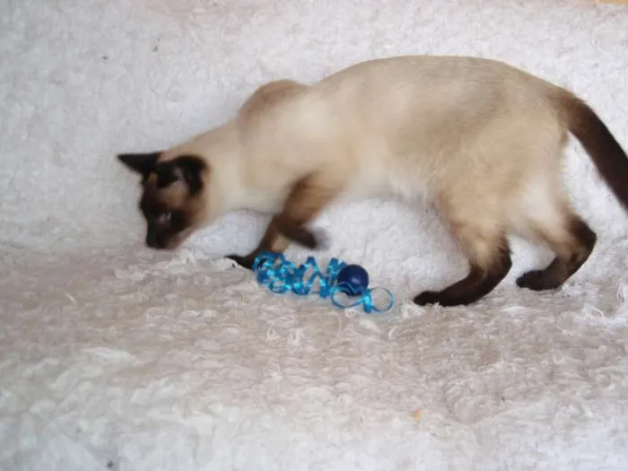 Gato ra a Siamês idade 1 ano nome Oscar