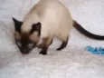 Oscar