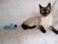 Oscar