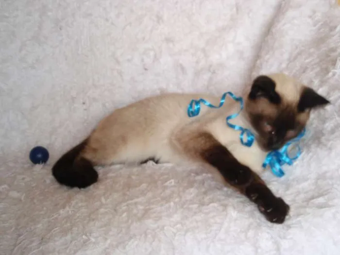 Gato ra a Siamês idade 1 ano nome Oscar