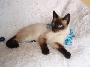 Gato raça Siamês idade 1 ano nome Oscar