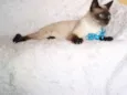 Oscar