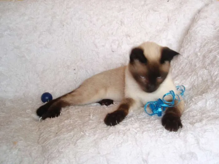 Gato ra a Siamês idade 1 ano nome Oscar