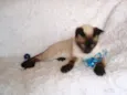 Oscar