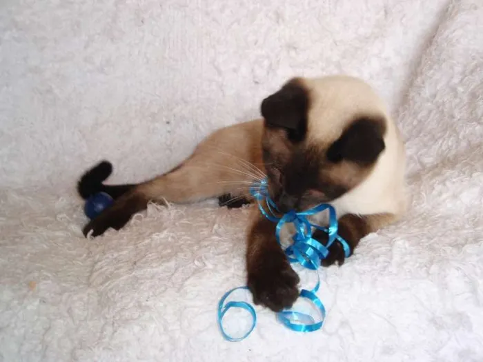 Gato ra a Siamês idade 1 ano nome Oscar