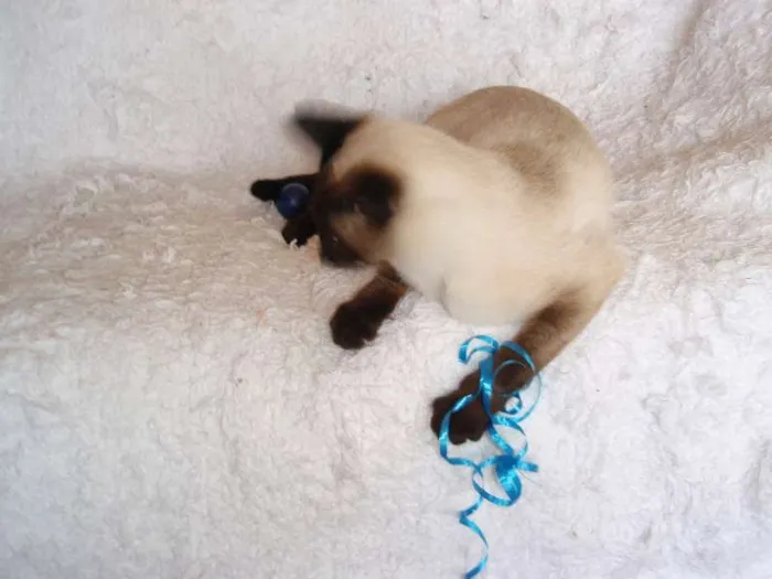 Gato ra a Siamês idade 1 ano nome Oscar