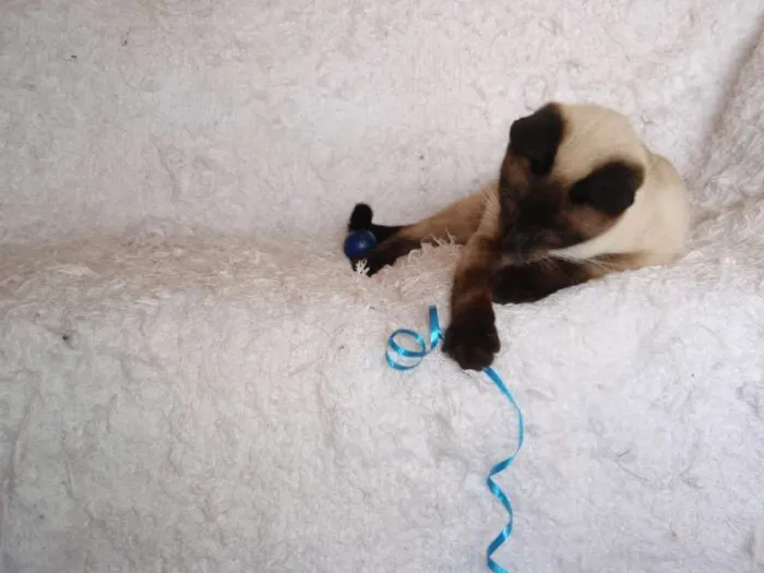 Gato ra a Siamês idade 1 ano nome Oscar