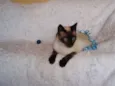 Oscar