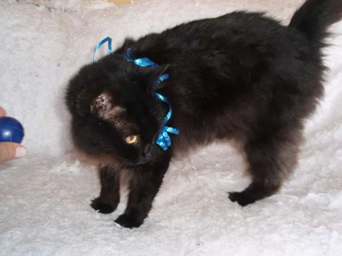 Gato ra a SRD idade 1 ano nome SERENO