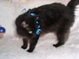 SERENO