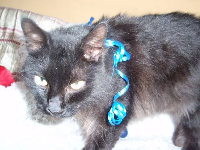Gato ra a SRD idade 1 ano nome SERENO