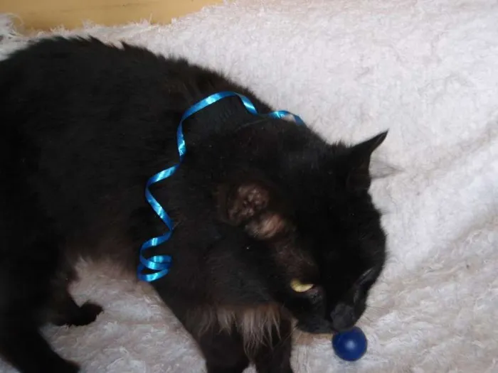 Gato ra a SRD idade 1 ano nome SERENO