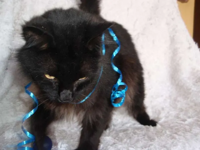 Gato ra a SRD idade 1 ano nome SERENO
