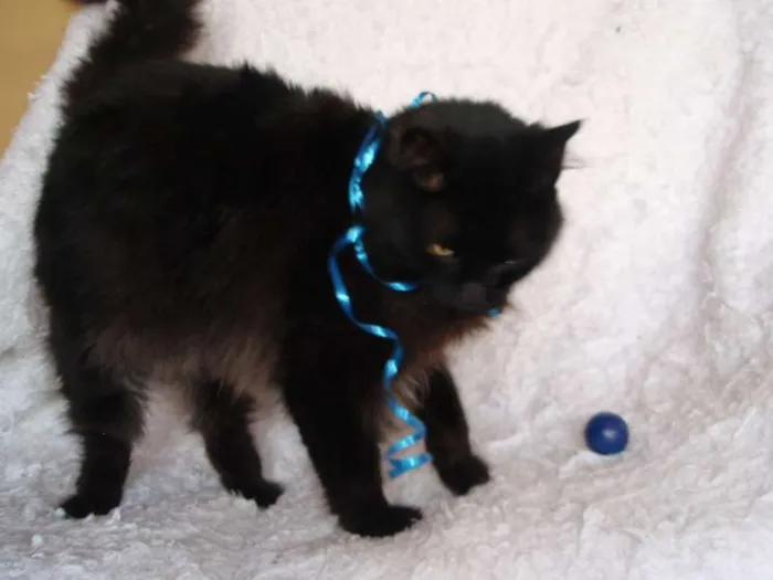 Gato ra a SRD idade 1 ano nome SERENO