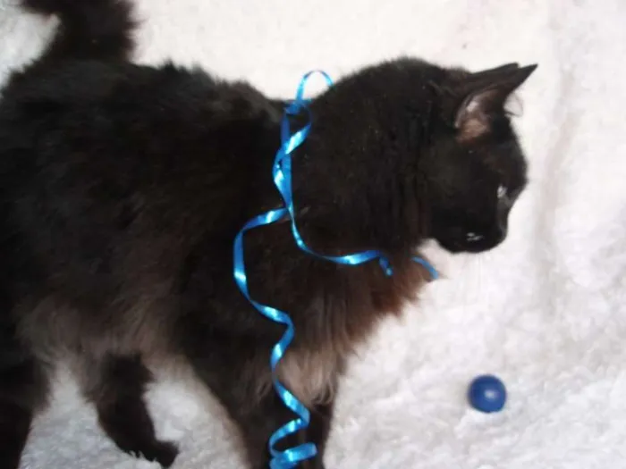 Gato ra a SRD idade 1 ano nome SERENO