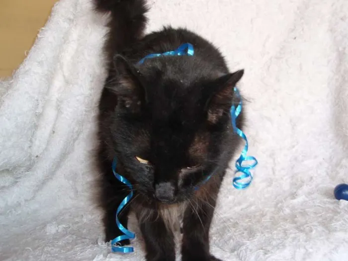 Gato ra a SRD idade 1 ano nome SERENO