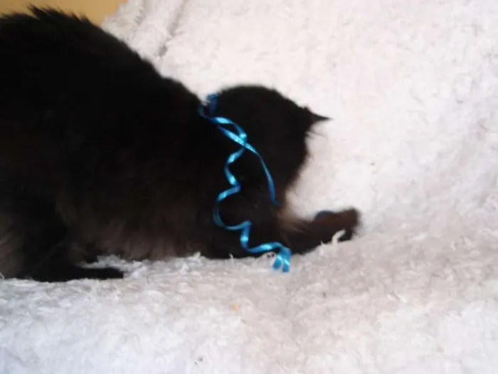 Gato ra a SRD idade 1 ano nome SERENO