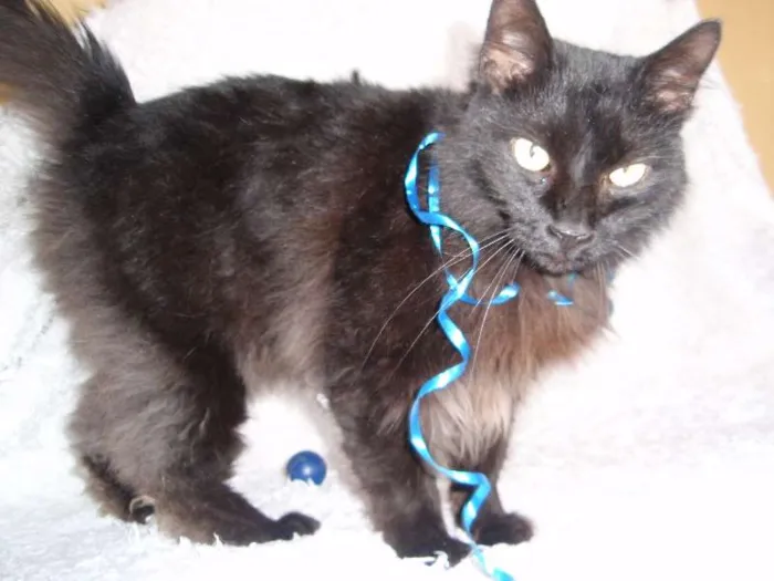 Gato ra a SRD idade 1 ano nome SERENO