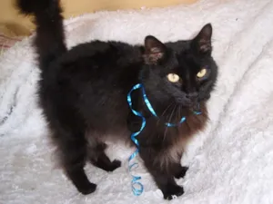 Gato raça SRD idade 1 ano nome SERENO