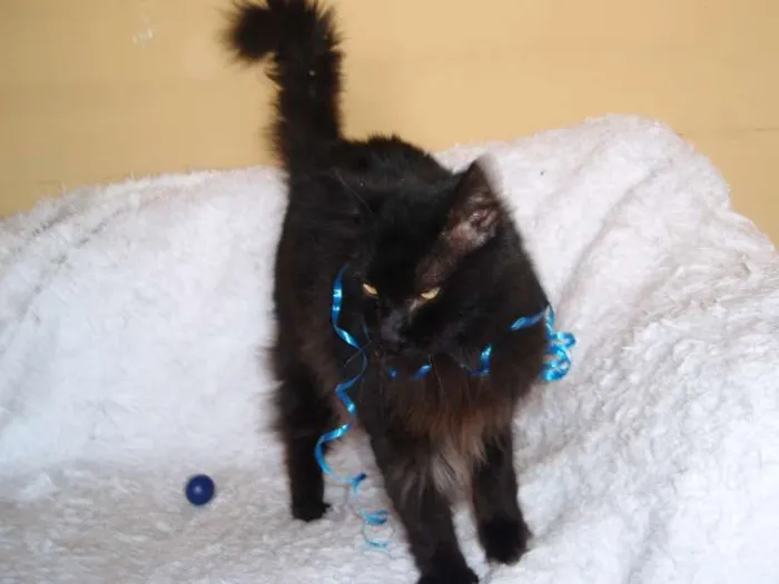 Gato ra a SRD idade 1 ano nome SERENO